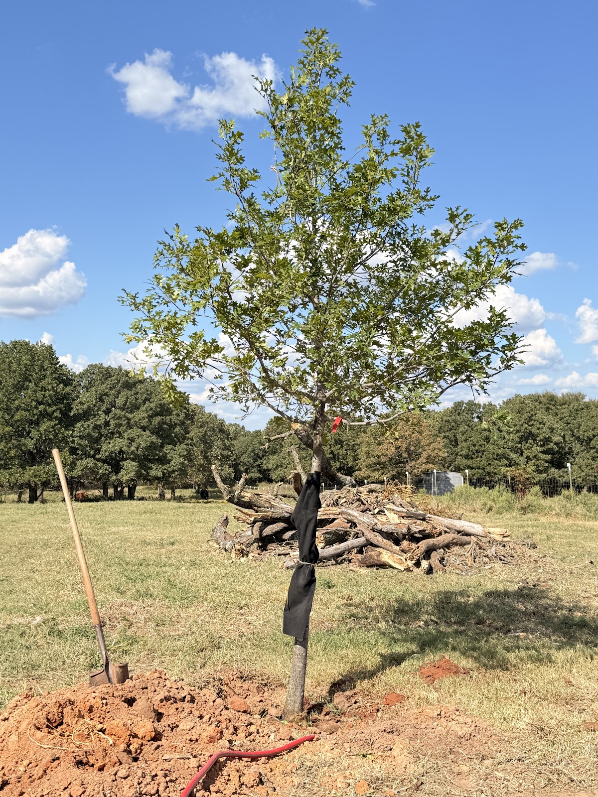 Deep Fork Tree Farm in Arcadia, Oklahoma