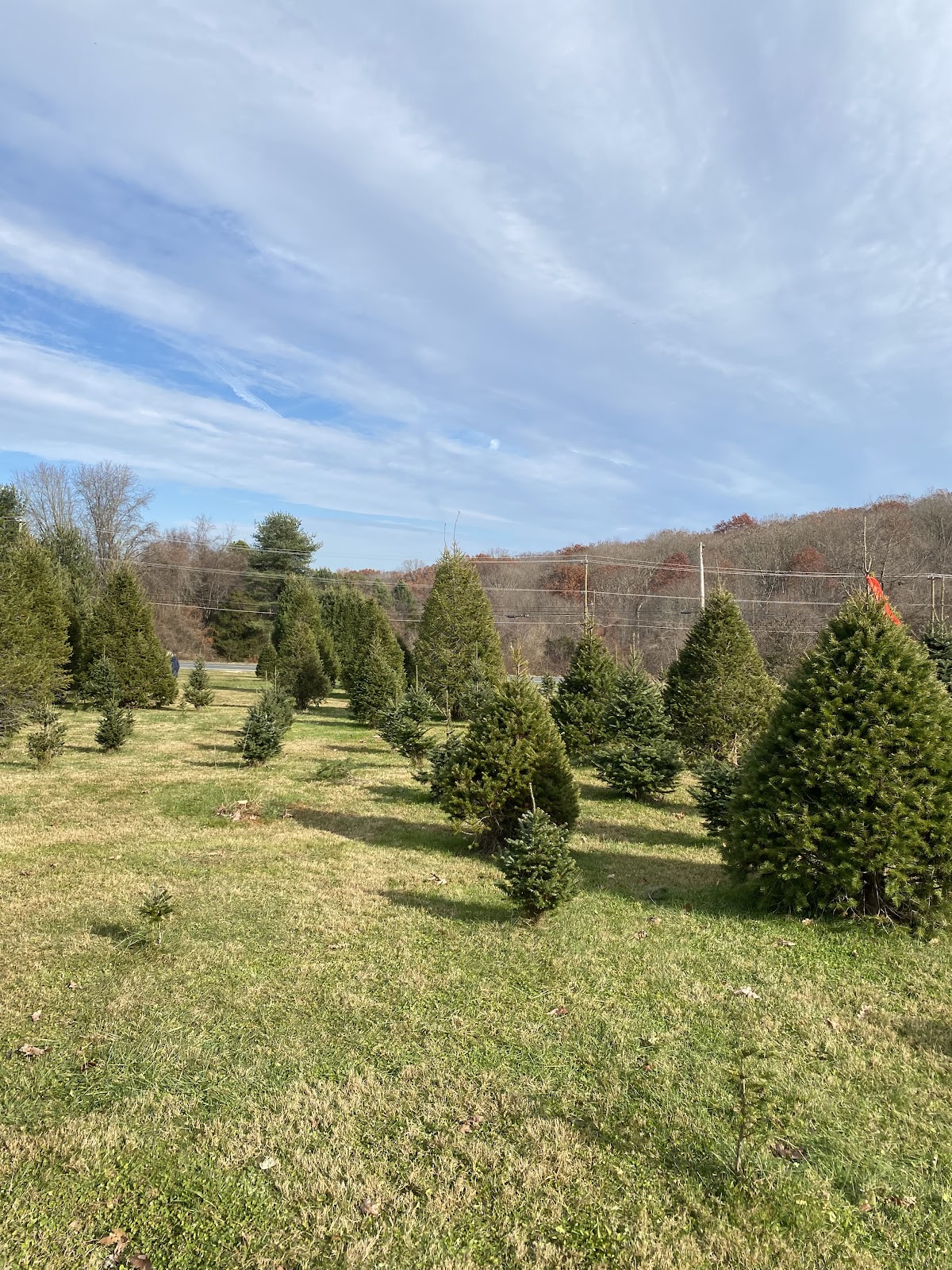 Deer Creek Valley Tree Farm in Street, Maryland