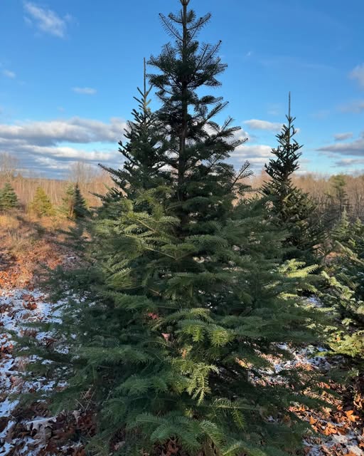 Deer Run Tree Farm in Princeton, Massachusetts