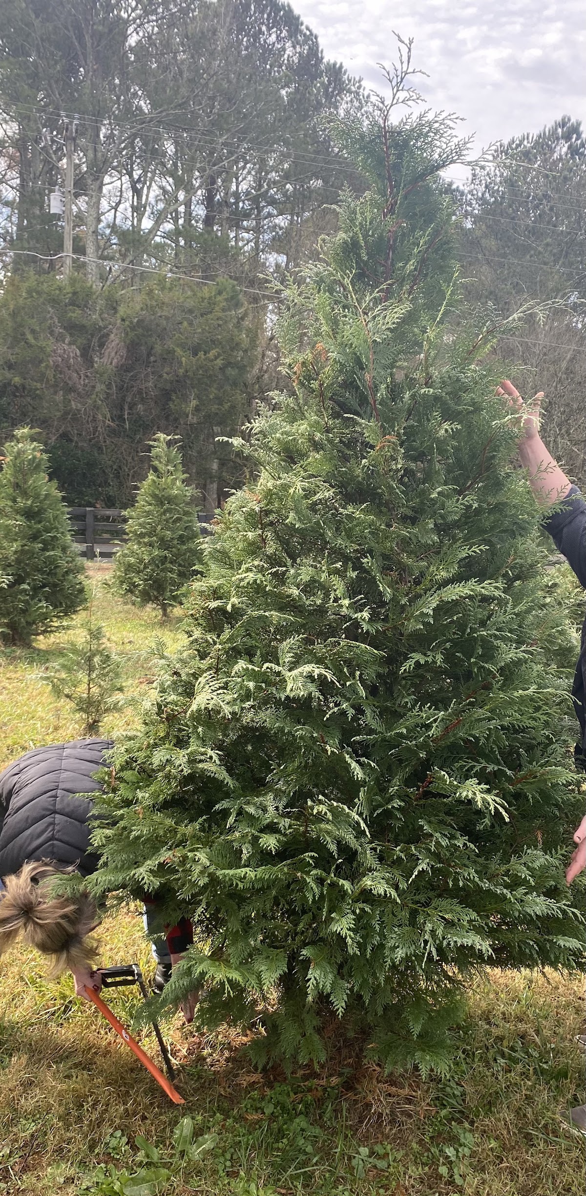Deerwoods Christmas Tree Farm in Ball Ground, Georgia