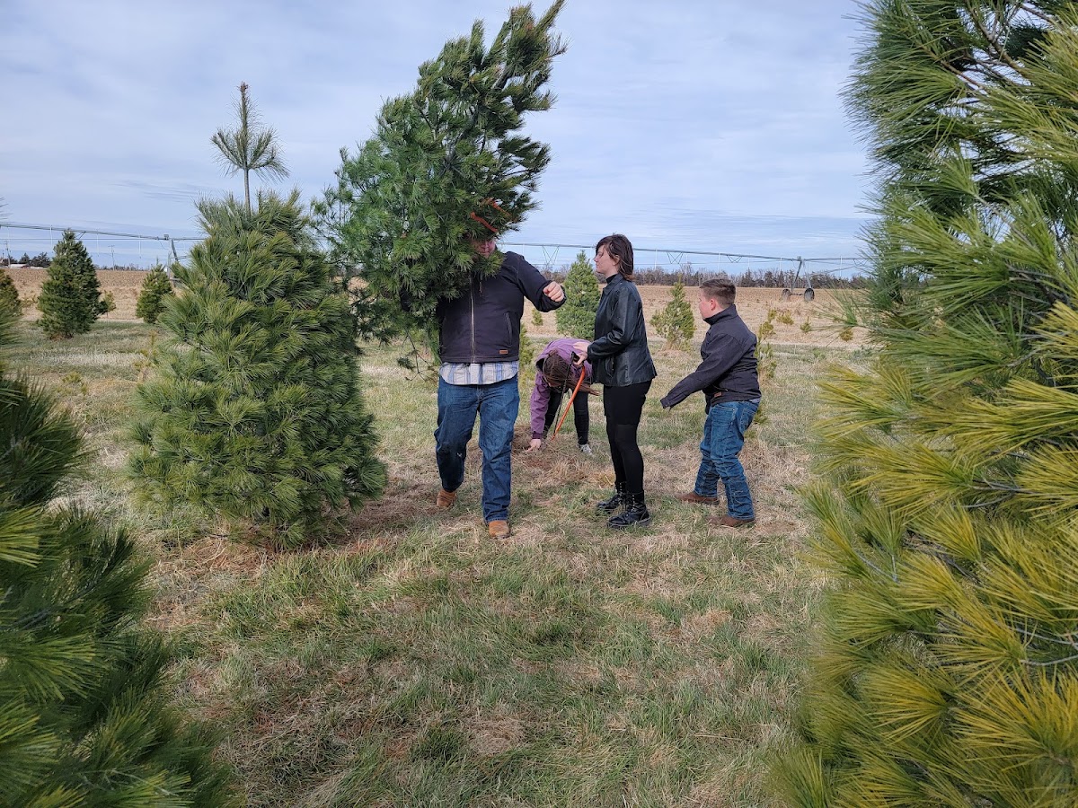 Delp Christmas Tree Farm & Orchard in Saint John, Kansas