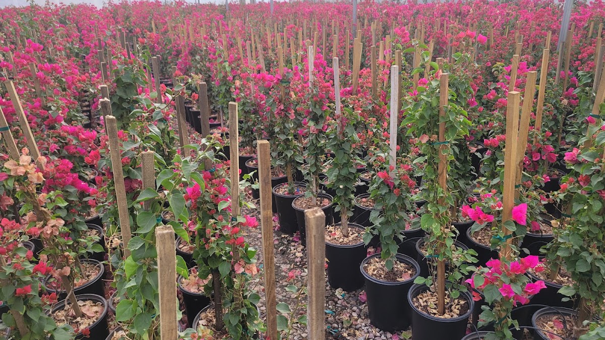 Desert Tree Farm in Phoenix, Arizona
