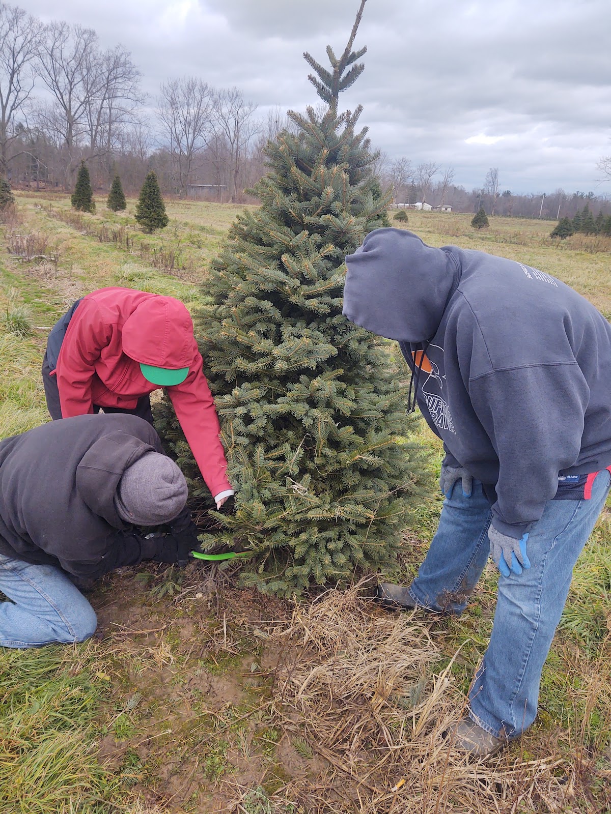 Dixieland Tree Farm in Irving, New York