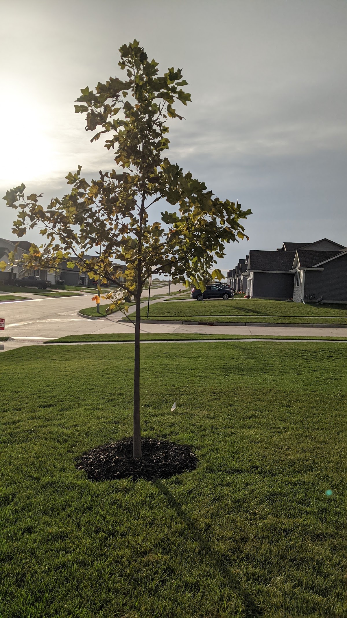 Dolmage Tree Farm in Waukee, Iowa