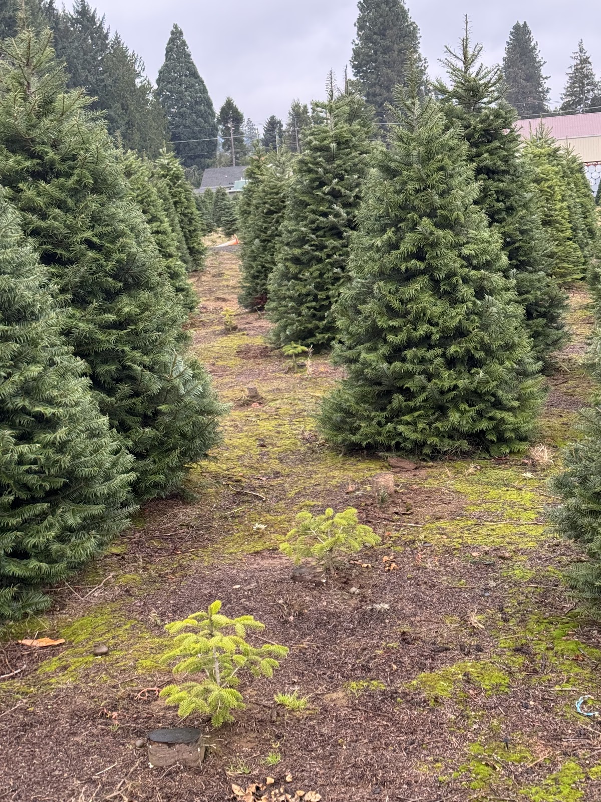 Don & Joy Schneider Christmas Tree U Cut in Happy Valley, Oregon