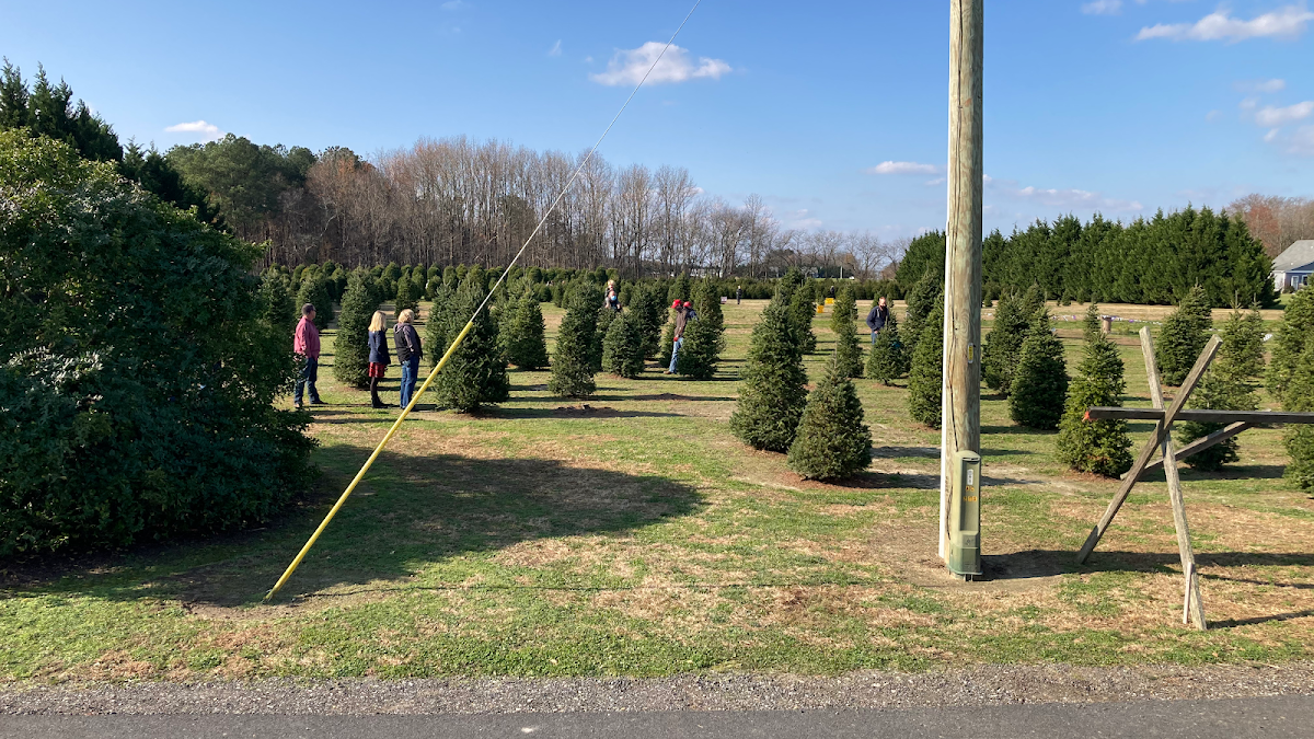 Don's Tree Farm in Greenwood, Delaware