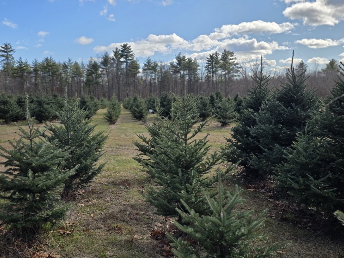 Donaghey Tree Farm in Pembroke, New Hampshire