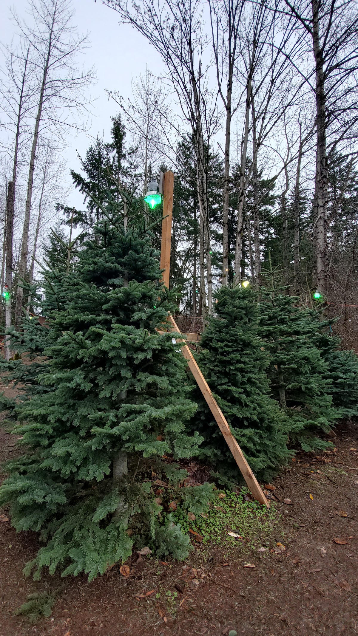 Donna's Trees in Bothell, Washington