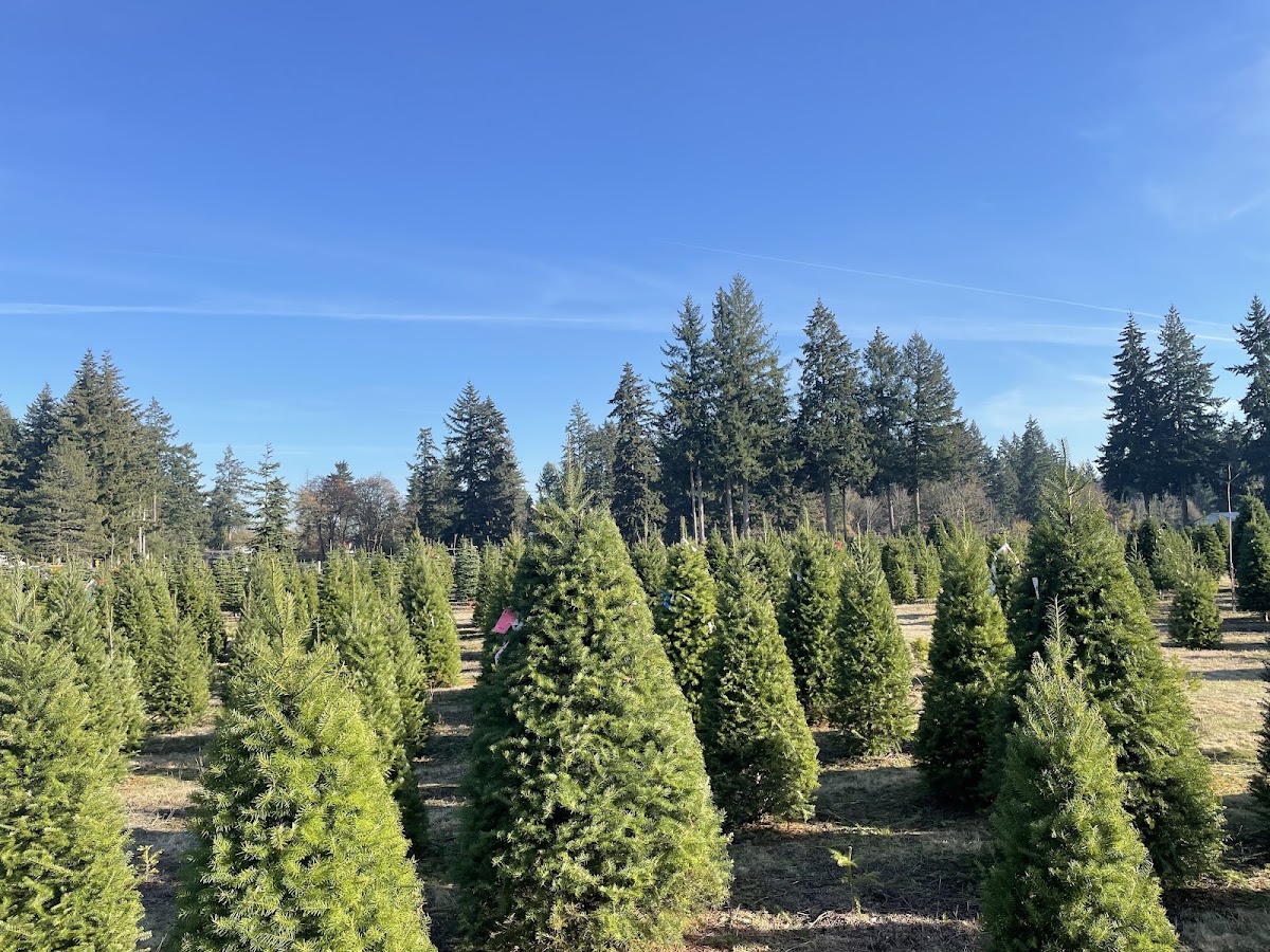 Double Four Tree Farm in Tacoma, Washington