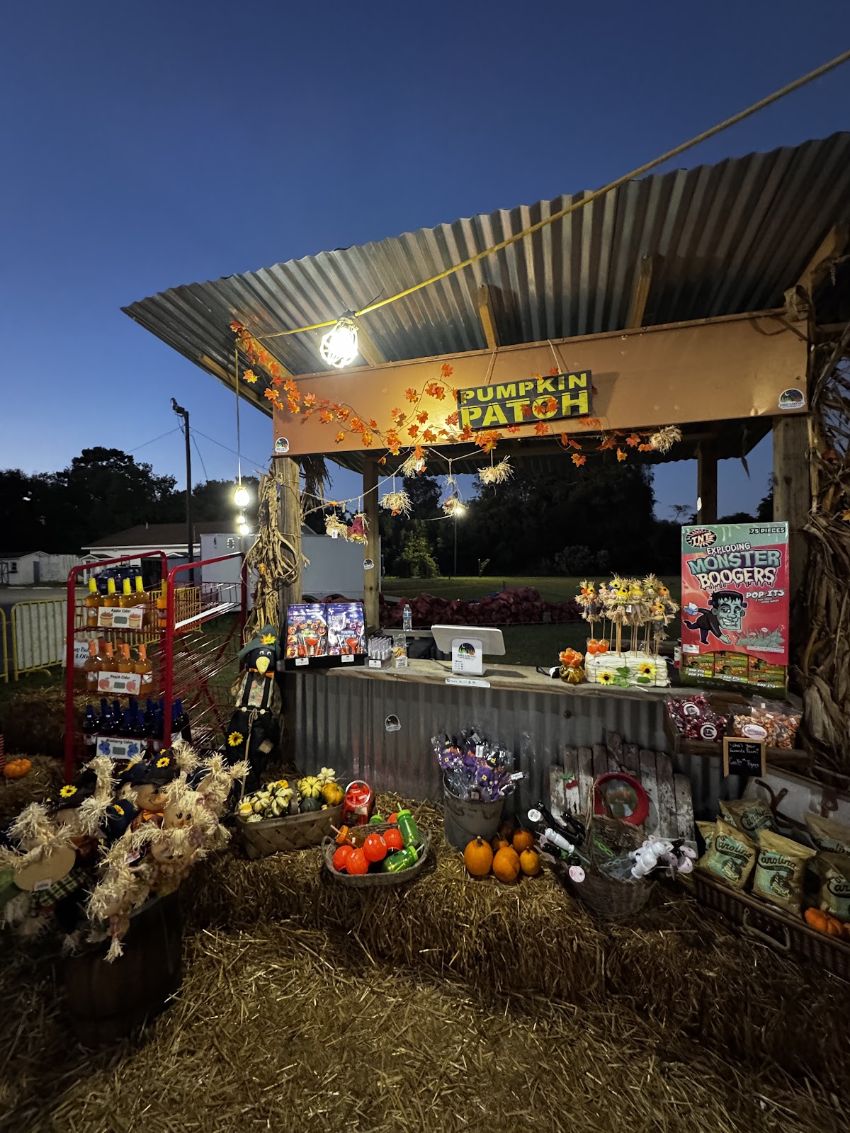 Dreaming Farms Pumpkin Patch & Christmas Trees in Charleston, South Carolina