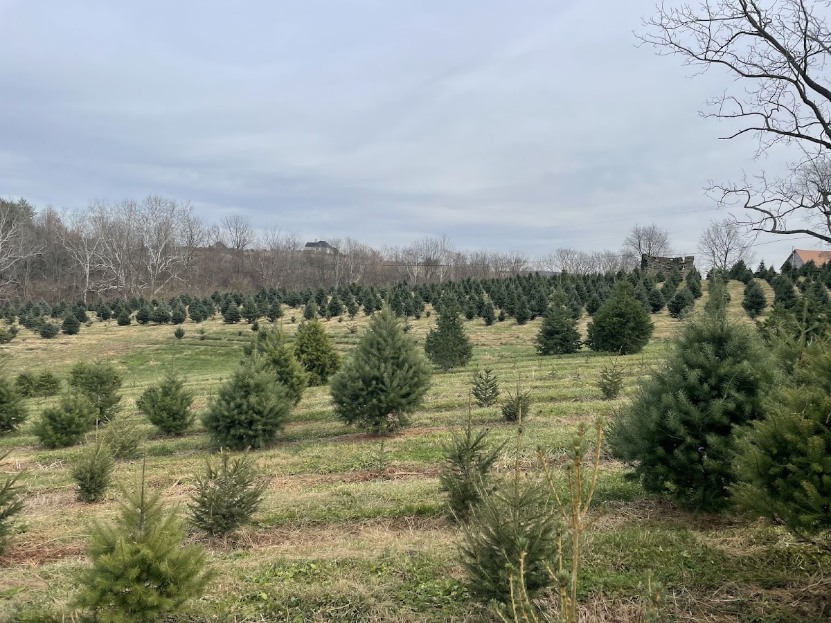 Dreamland Christmas Tree Farm LLC in Middletown, Maryland
