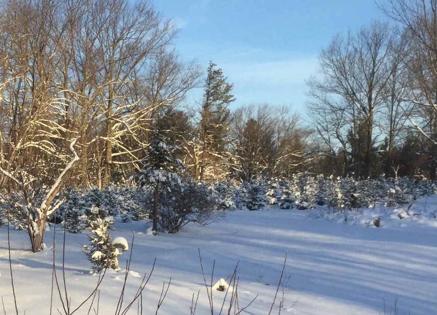 Dresser Tree Farm in Holden, Massachusetts