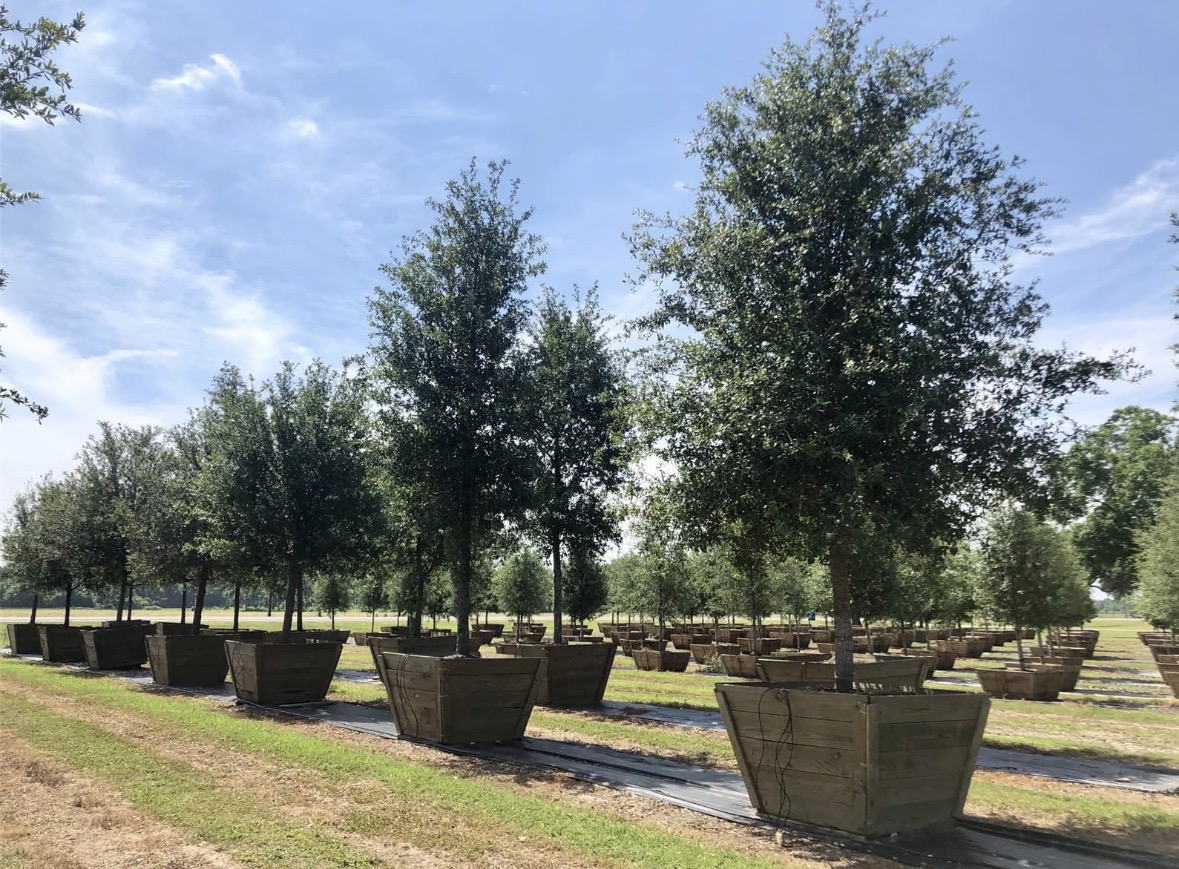 Ducote's Tree Farm. in Lakeland, Louisiana