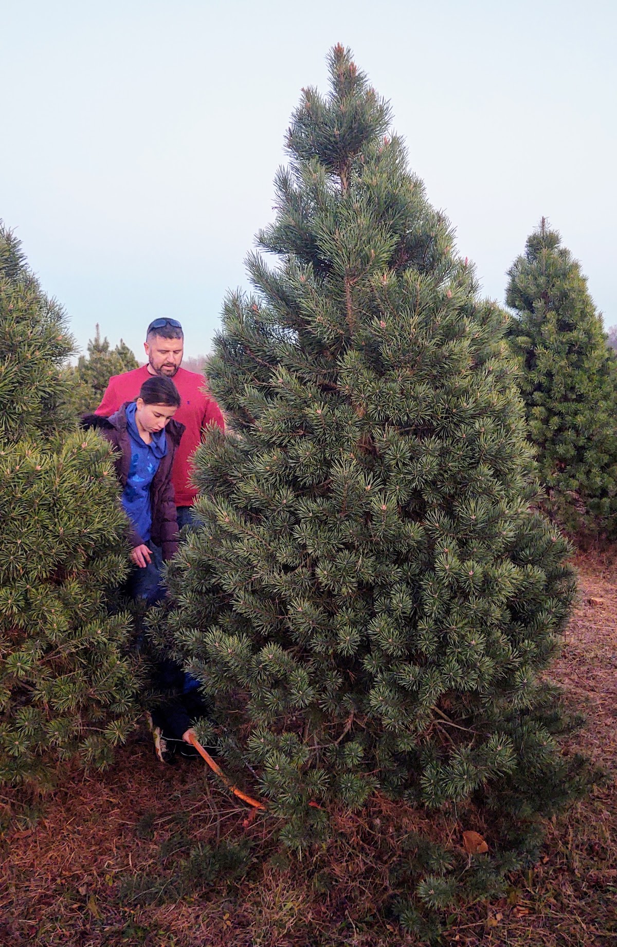Dudeck's Pine Country in Rolling Prairie, Indiana