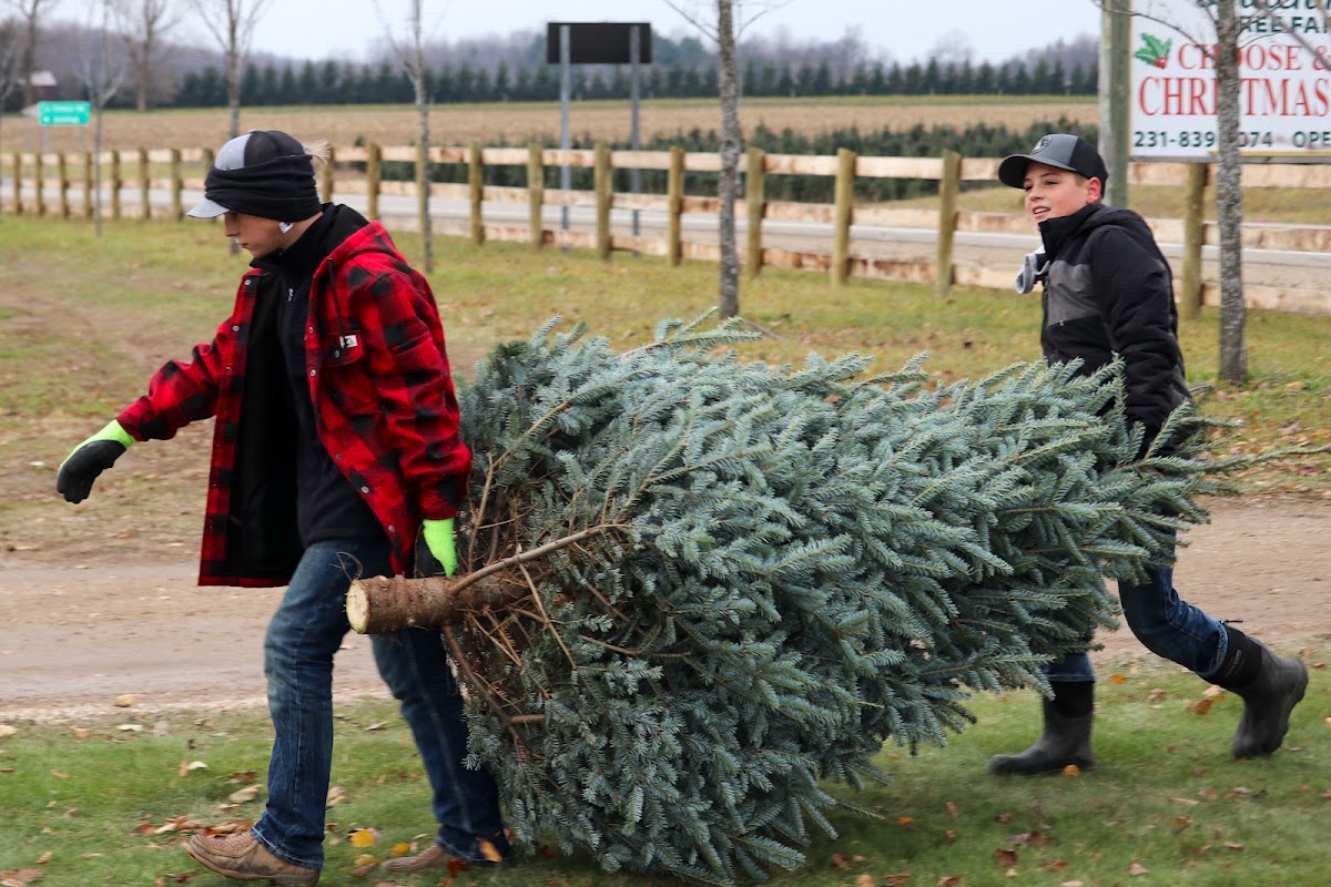 Dutchman Tree Farms Choose-&-Cut in Manton, Michigan