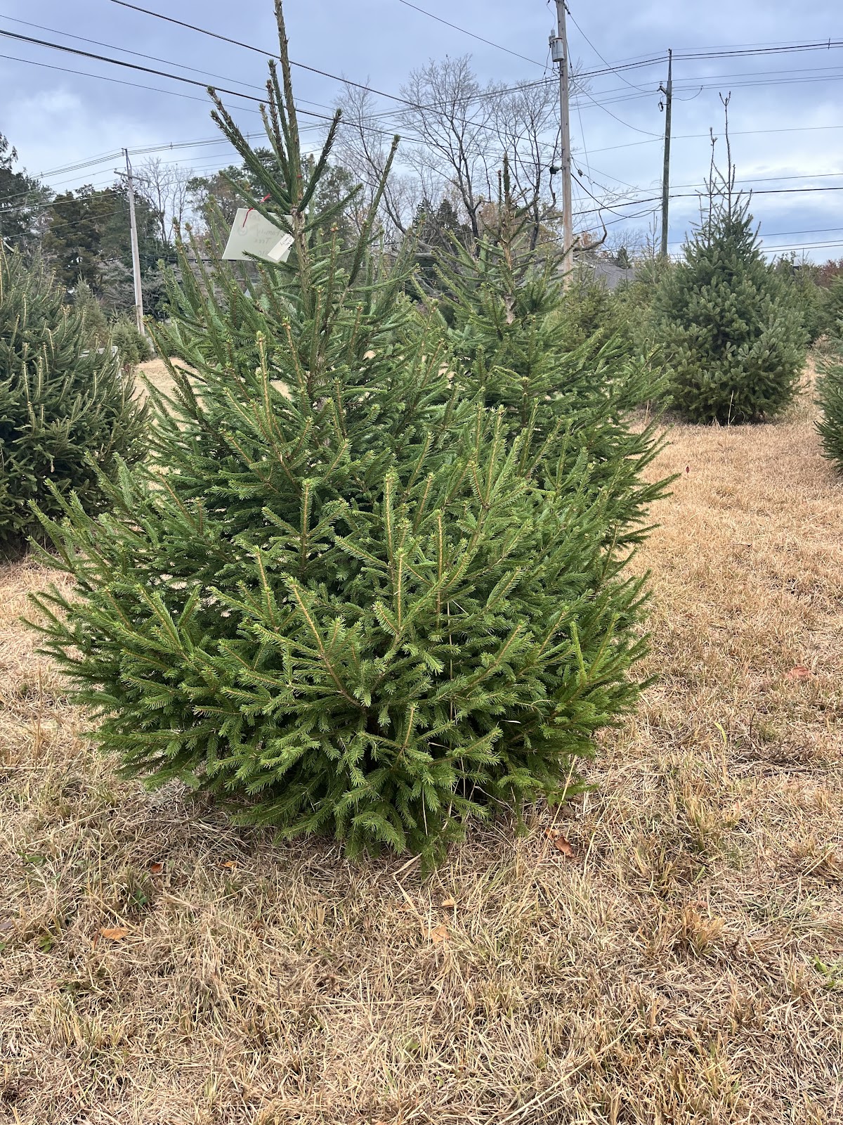 Dyer's Tree Farm in Dover, Delaware