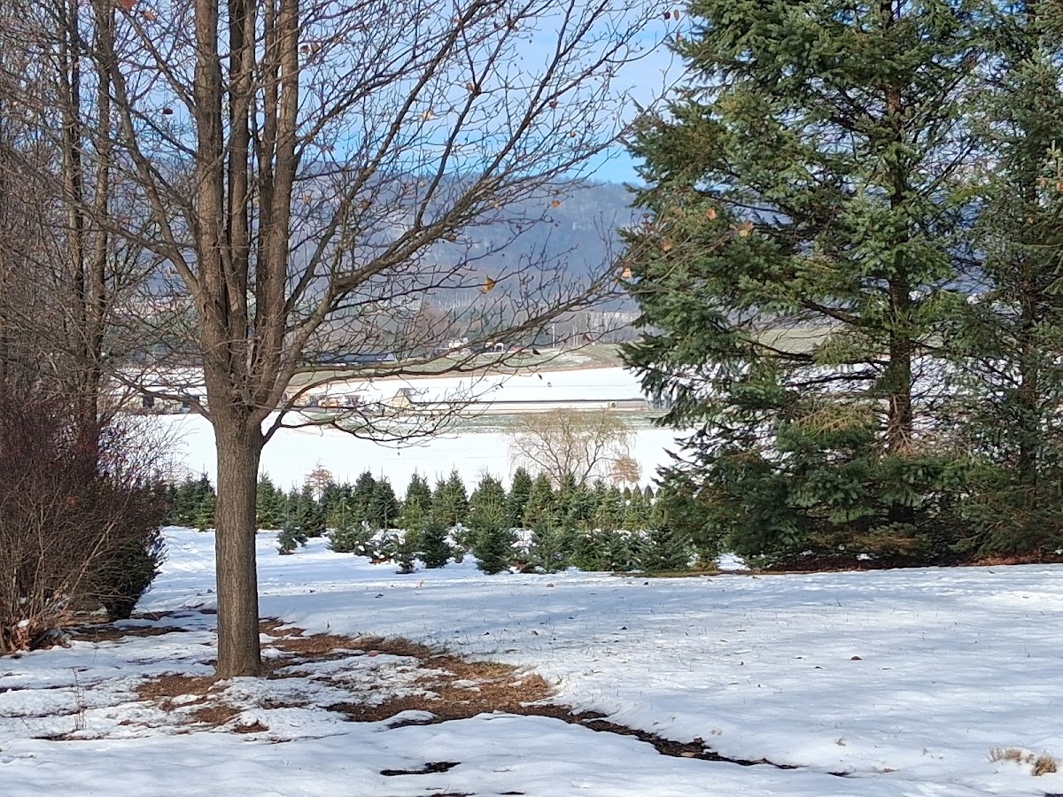 Eagle Evergreens in Spring Run, Pennsylvania