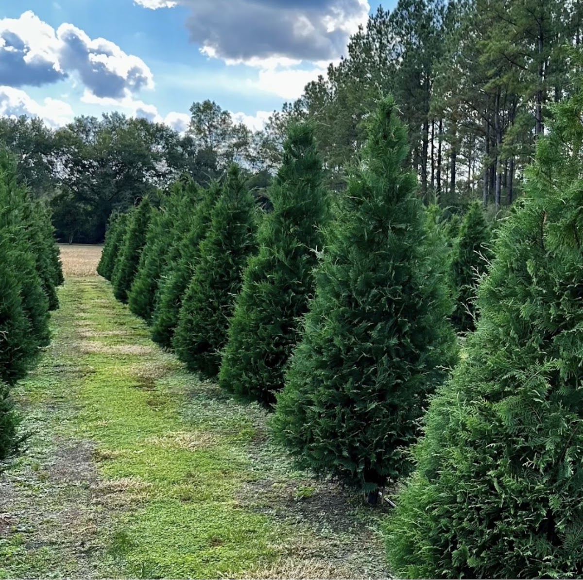 Easterling Farm Christmas Trees in Angie, Louisiana