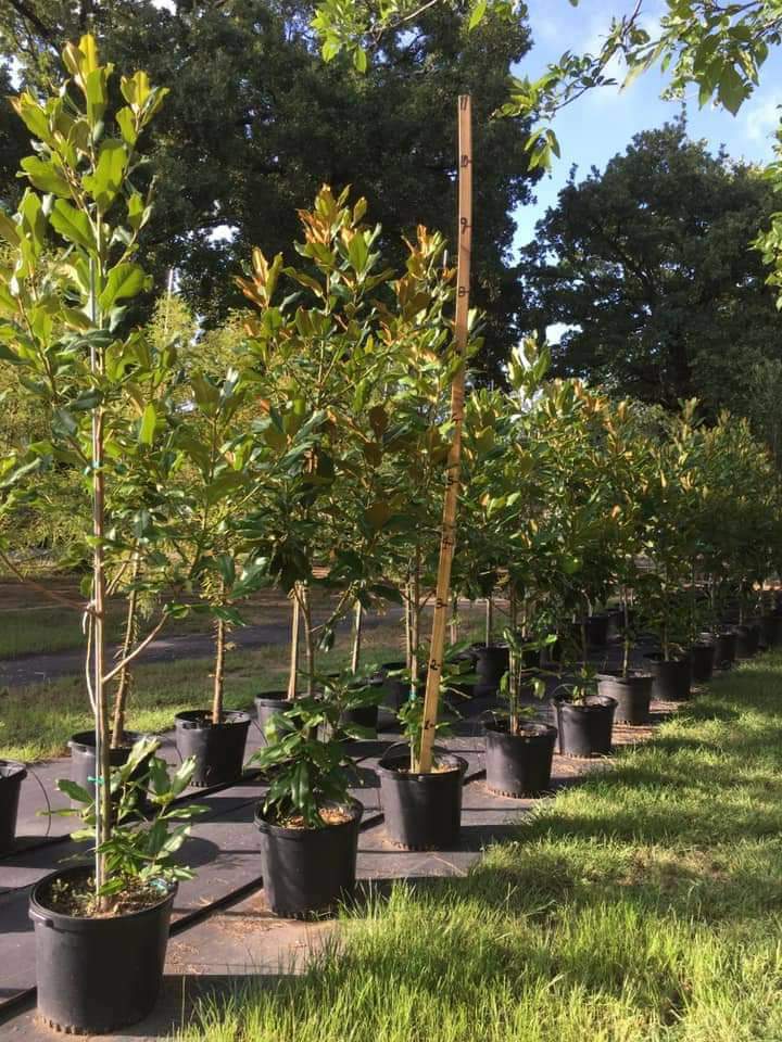 Eden Tree Farm in Fairfield, Texas