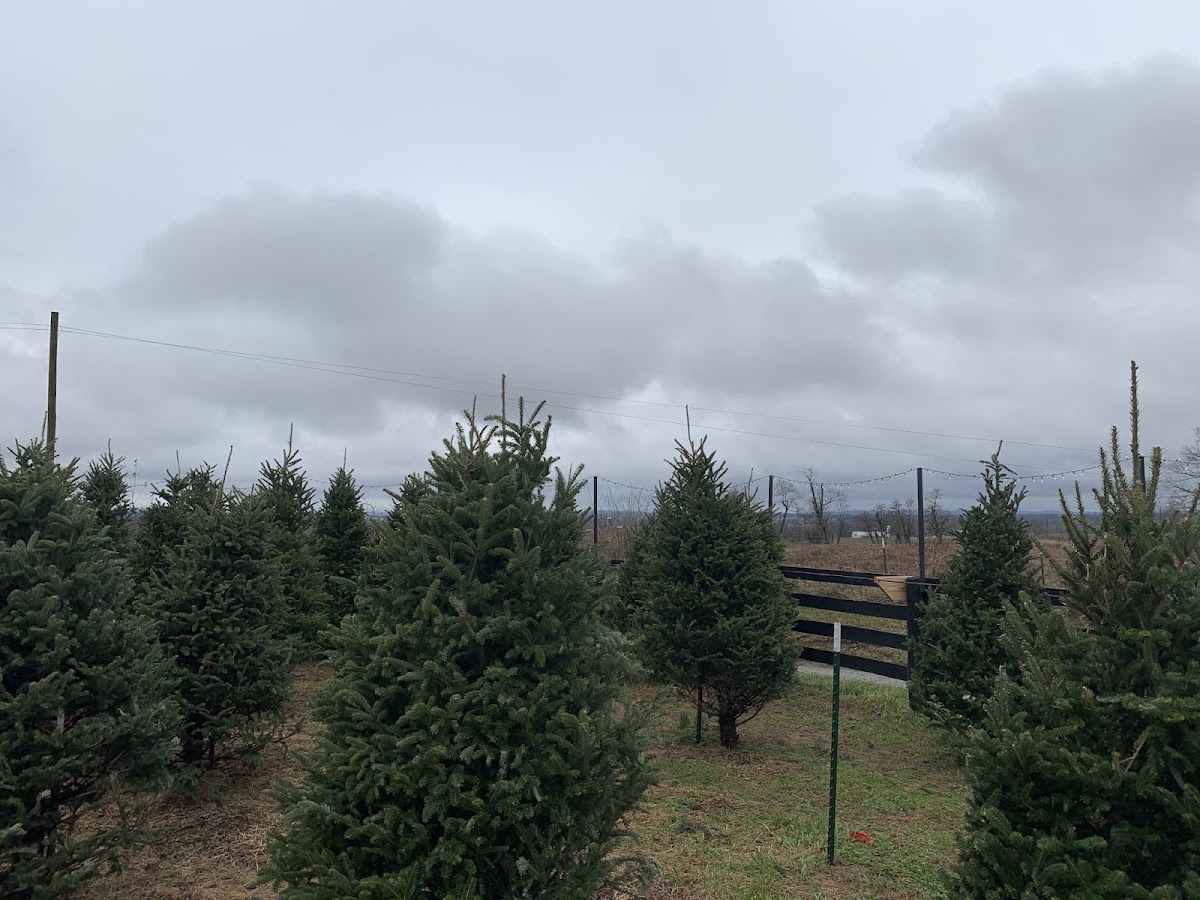 Edmister Tree Farm in Richmond, Kentucky