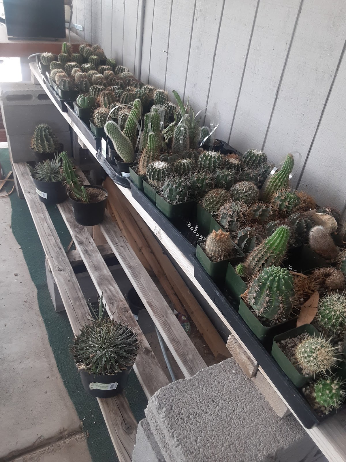 Elgin Nursery & Tree Farms in Phoenix, Arizona