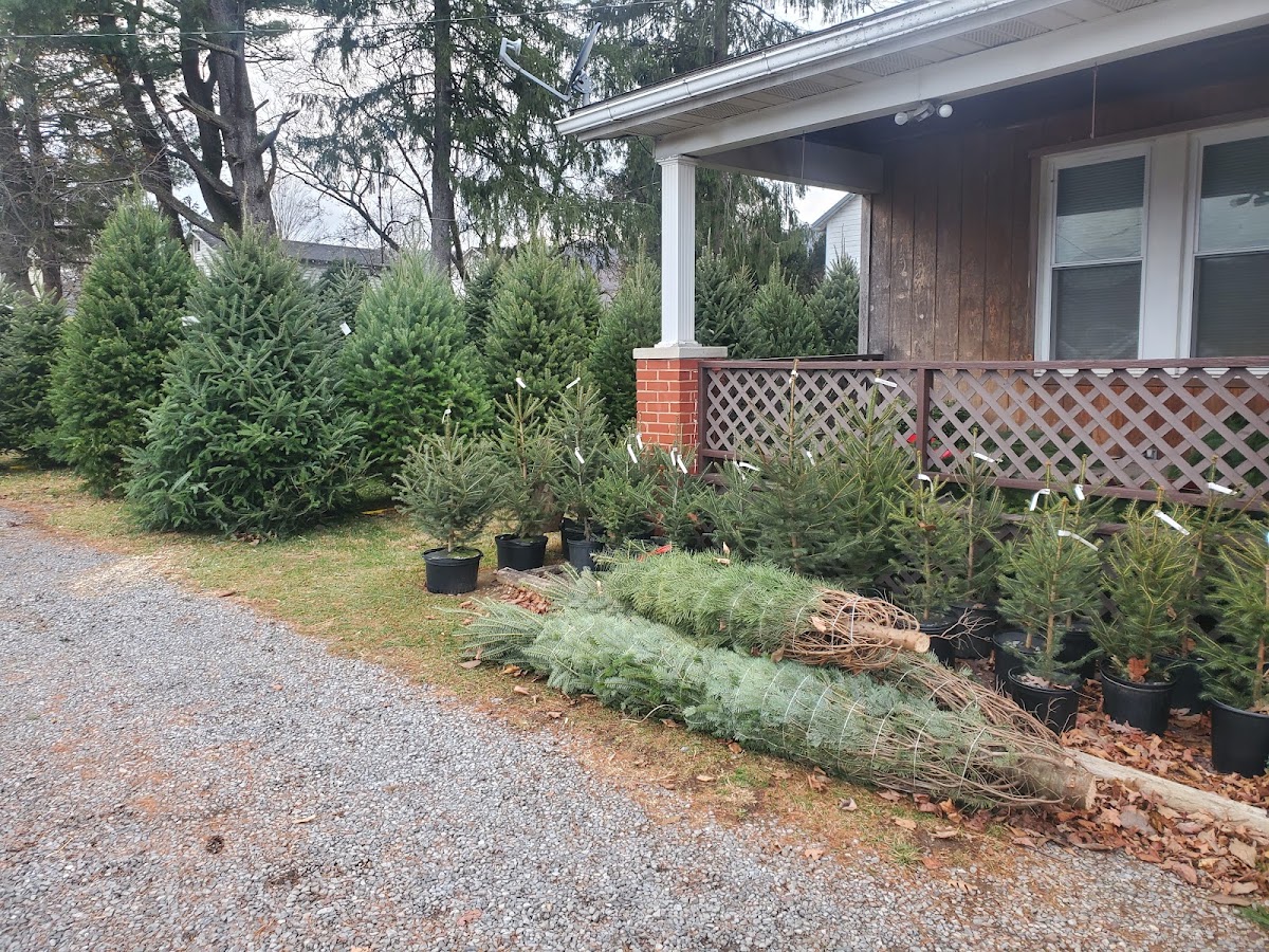 Elliott's Christmas Tree Farms in Willow Hill, Pennsylvania