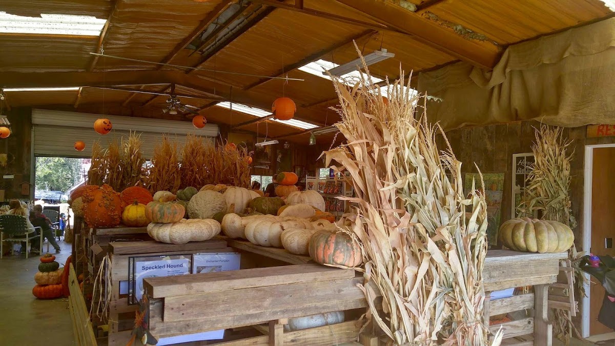 Elves Christmas Tree Farm and Pumpkin Patch in Denison, Texas
