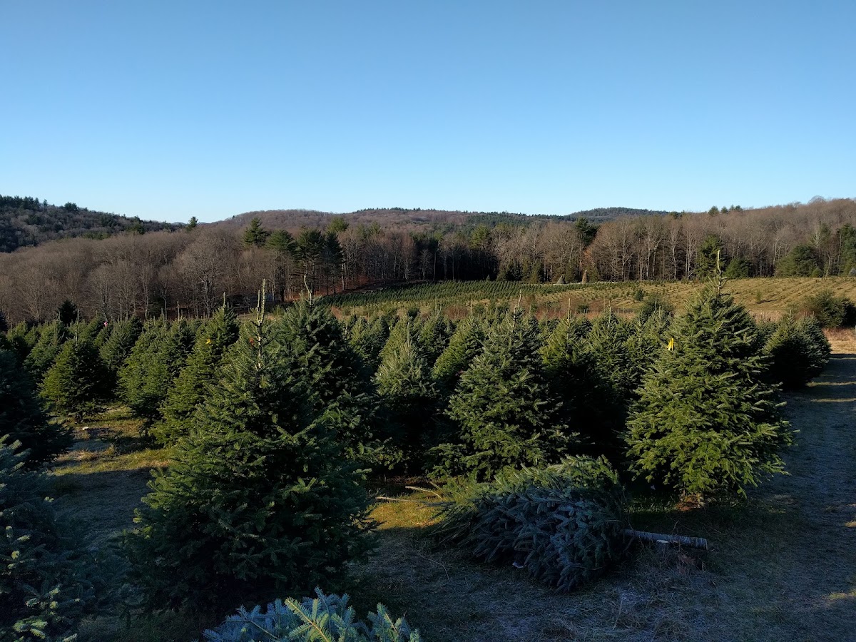 Elysian Hills Tree Farm in Dummerston, Vermont