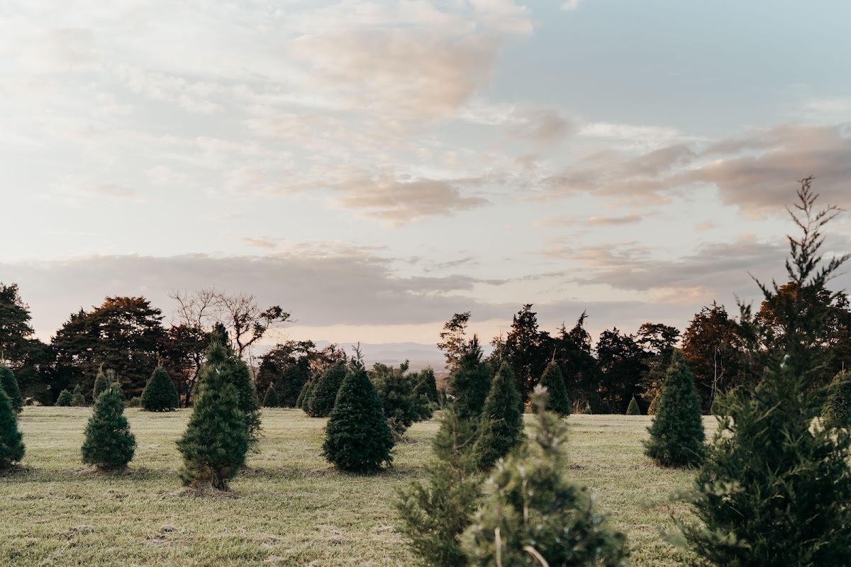 Elysium Tree Farm in Rapidan, Virginia