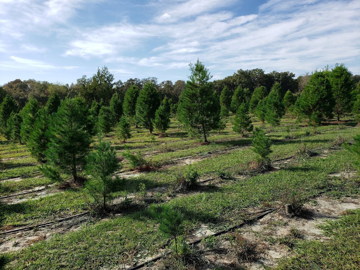 Ergle Christmas Tree Farm in Dade City, Florida
