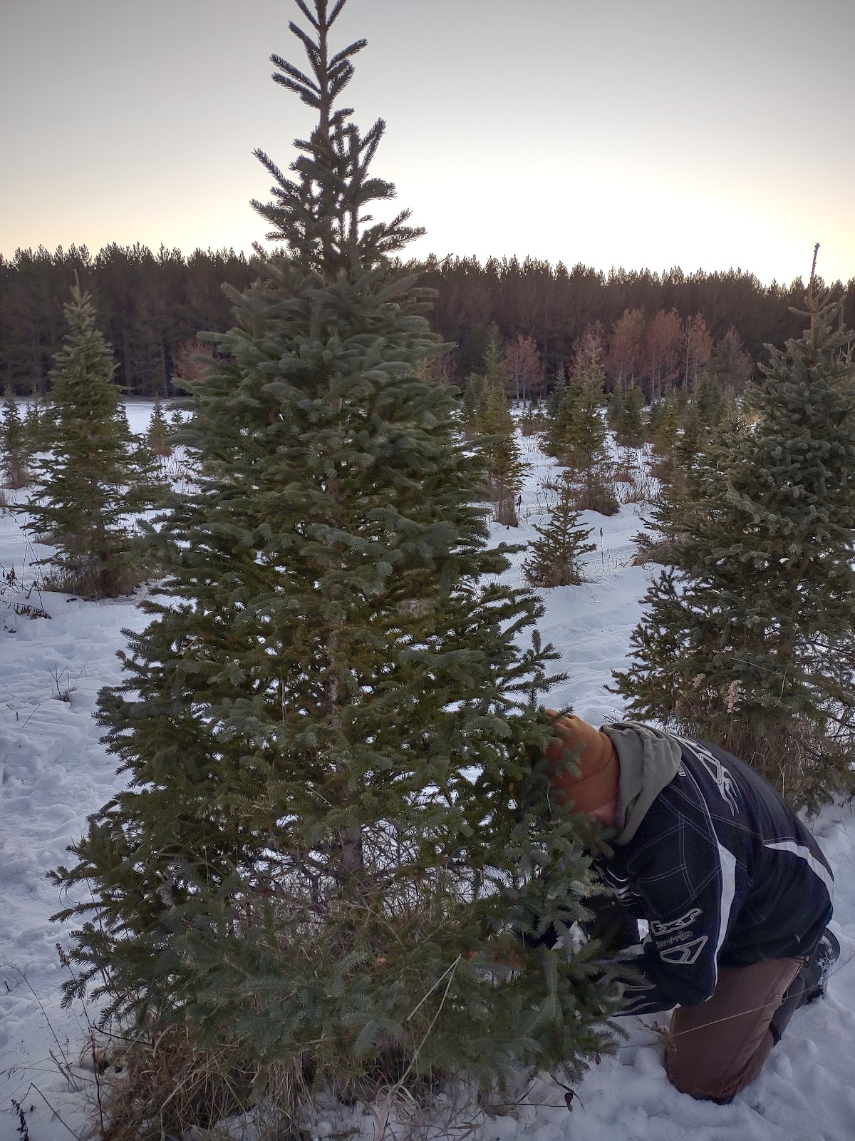 Espe’s Christmas Tree Farm in Roseau, Minnesota
