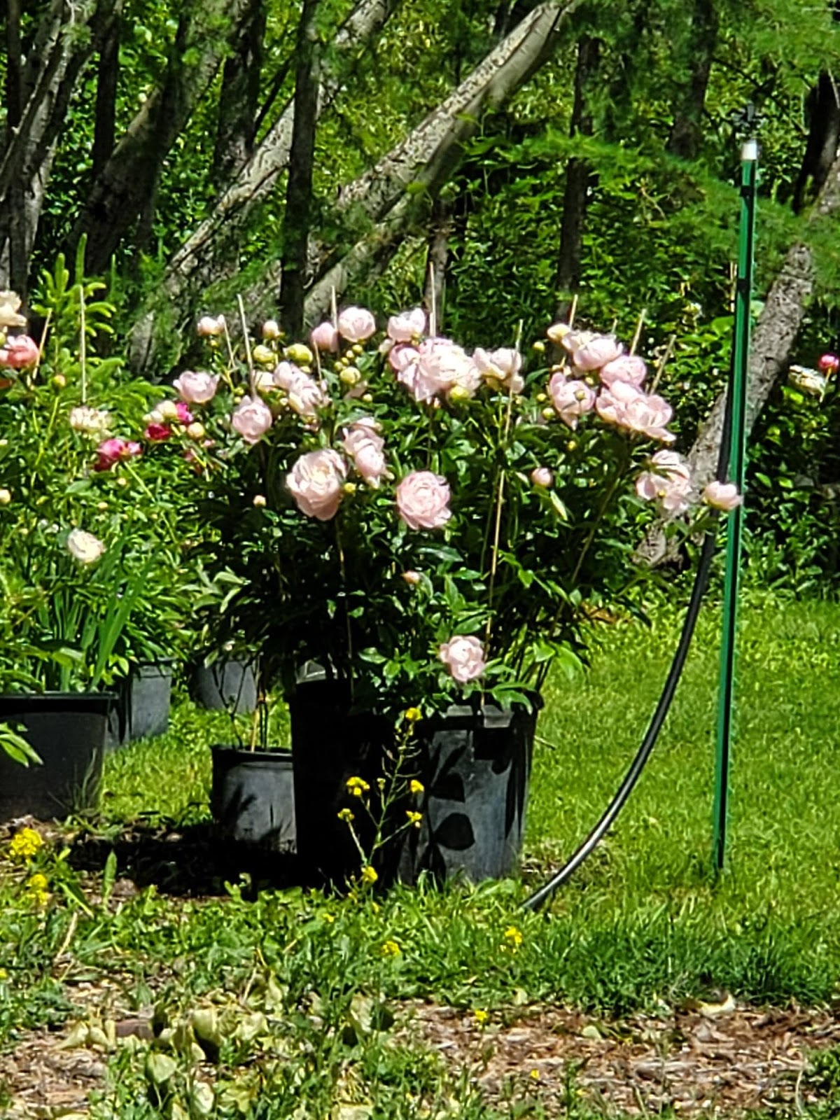 Evans Tree Farm/Nursery in Missoula, Montana