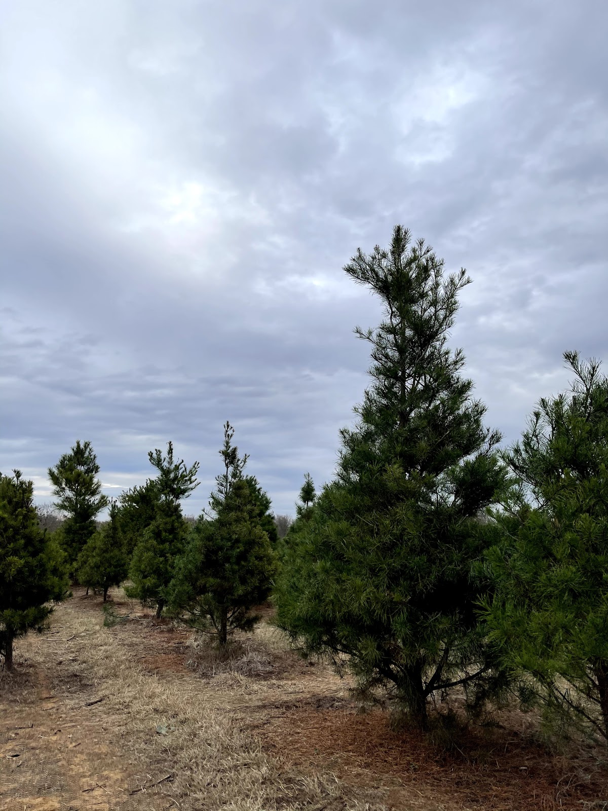 Evergreen Farms Christmas Tree in Elgin, Texas