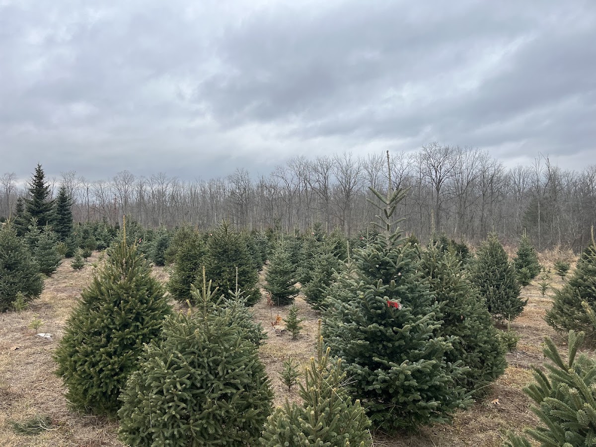 Evergreen Timbers Christmas Tree Farm in Reading, Michigan