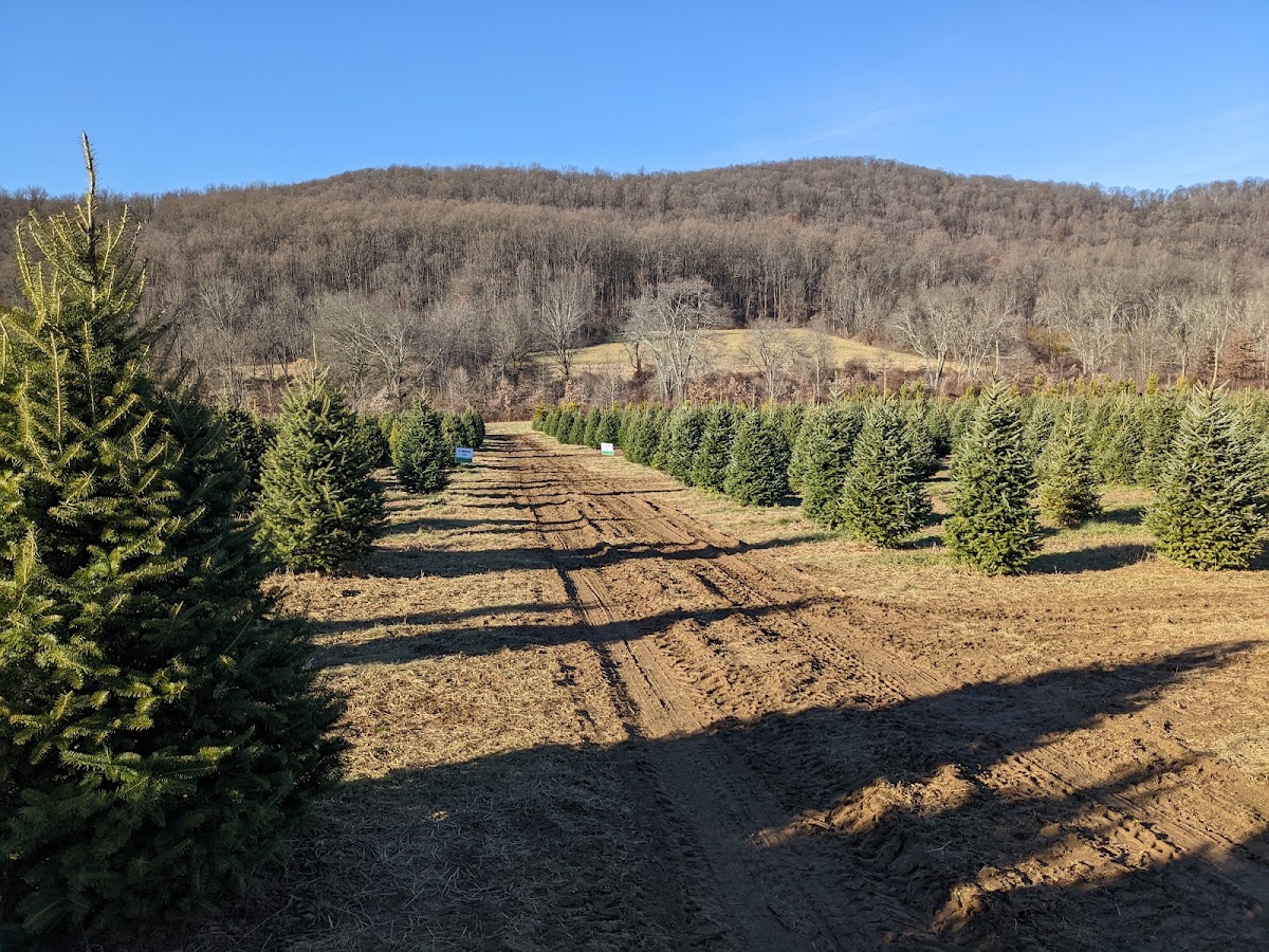 Evergreen Valley Christmas Tree Farm in Washington, New Jersey