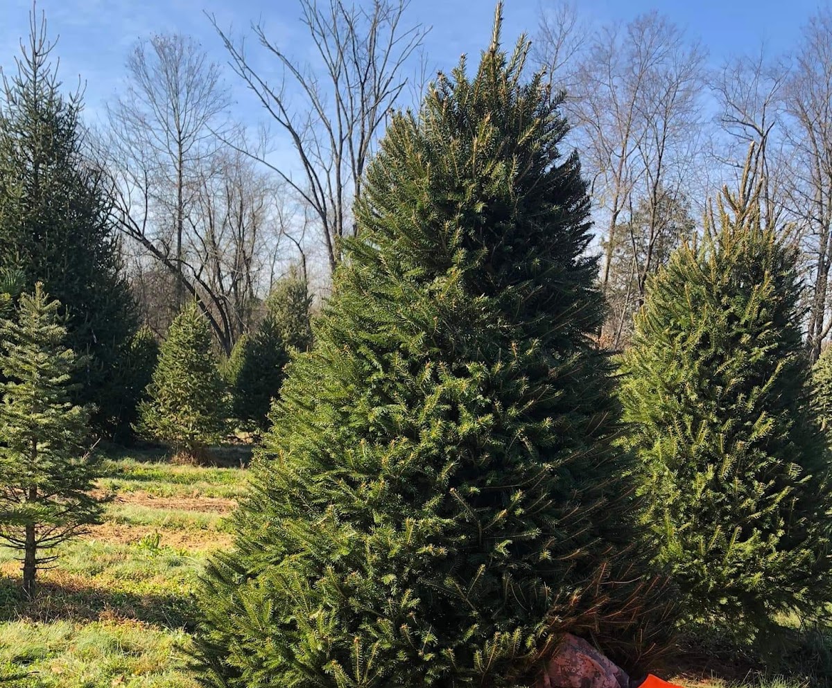 Evergreenery Tree Farm in Doylestown, Pennsylvania