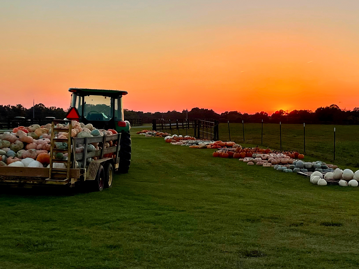 Falcon Ridge Farm in Toone, Tennessee