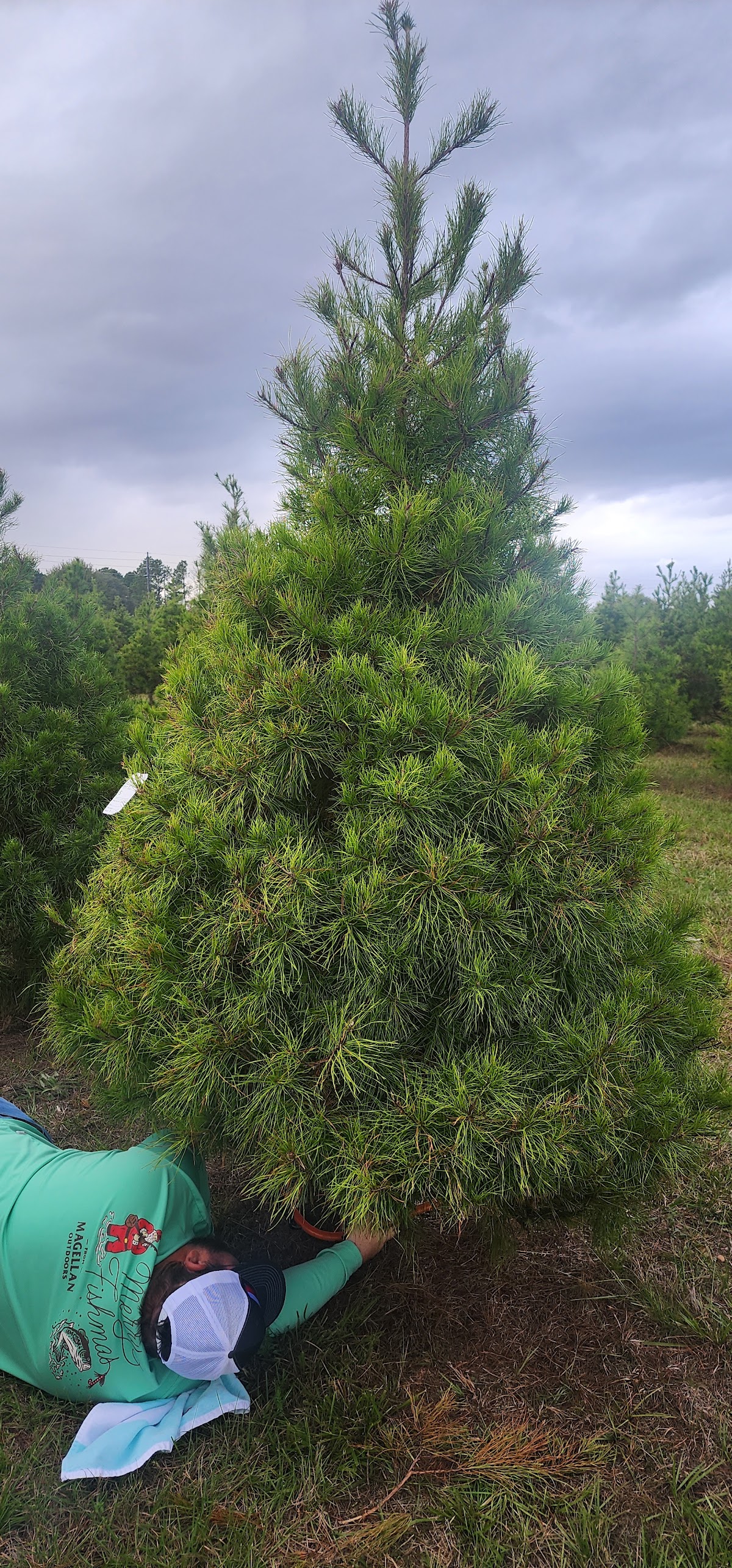 Family Roots TX - Christmas Tree Farm in Hockley, Texas
