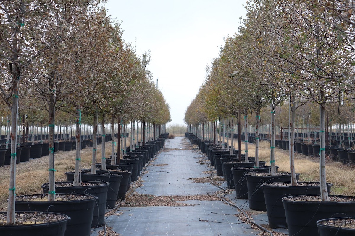 Fannin Tree Farm in Frisco, Texas