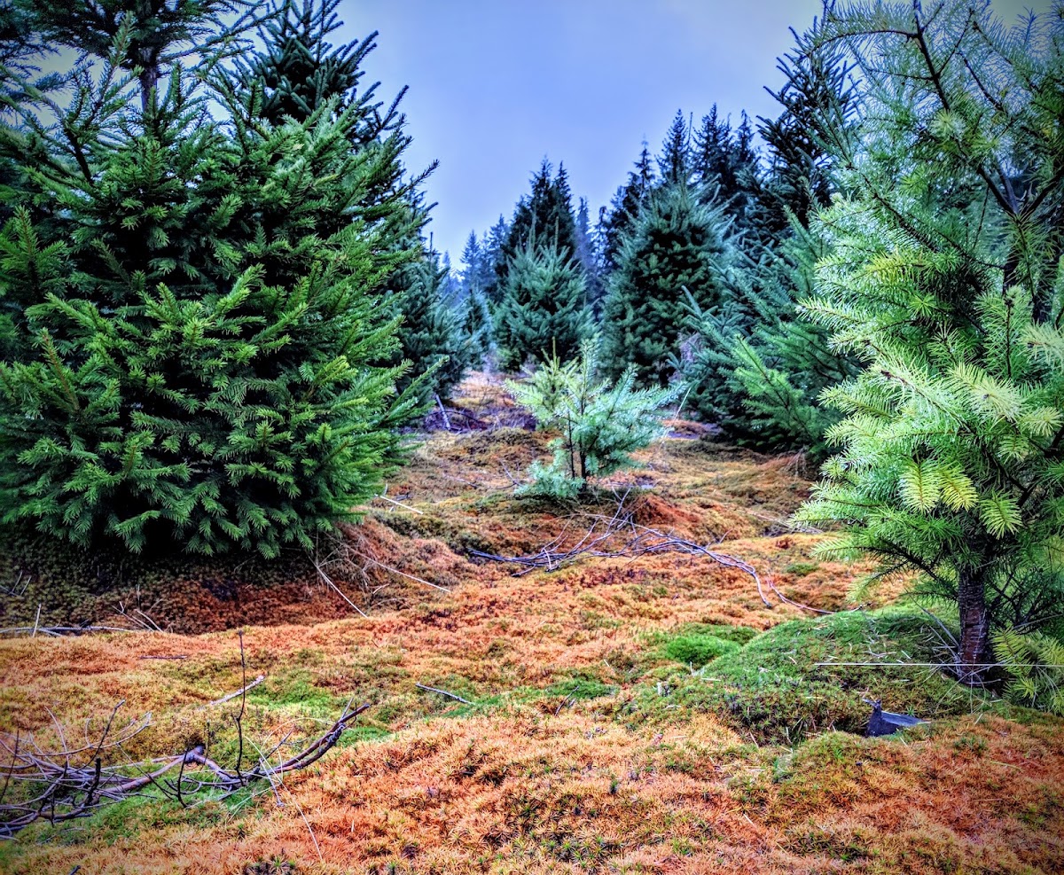 Farmer Brown's Christmas Tree Farm in Arlington, Washington