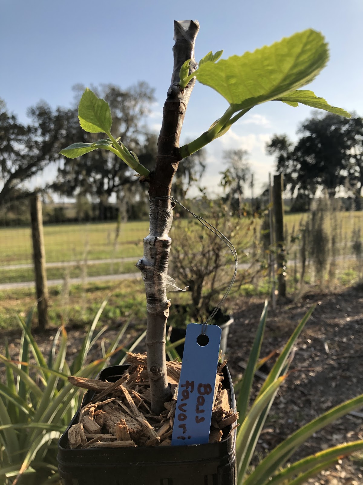 FigCuttings.com in Saint George, Kansas