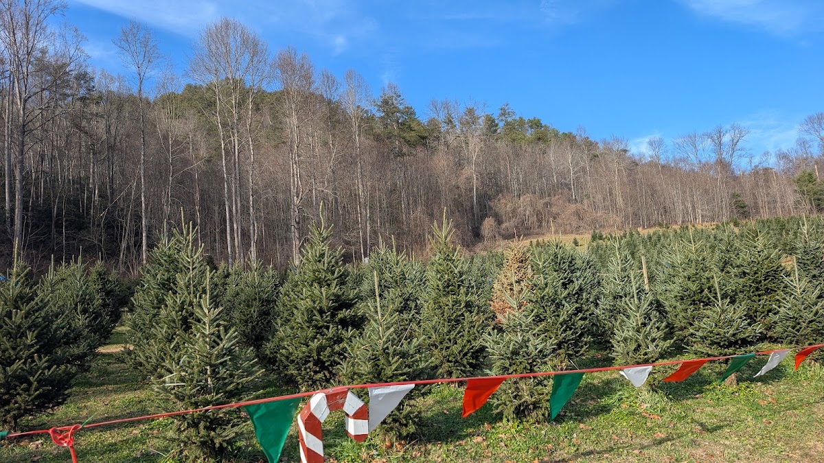Fir Heaven Sake Christmas Tree Farm in Andrews, North Carolina