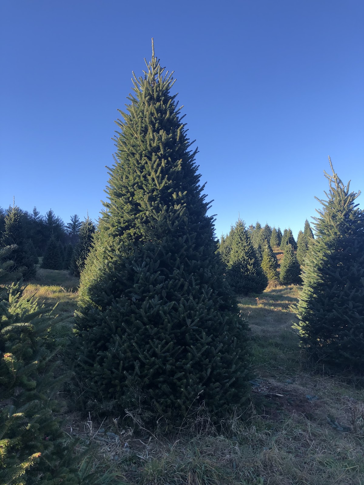 Fir Real Christmas Trees in Hartsville, SC in Hartsville, South Carolina