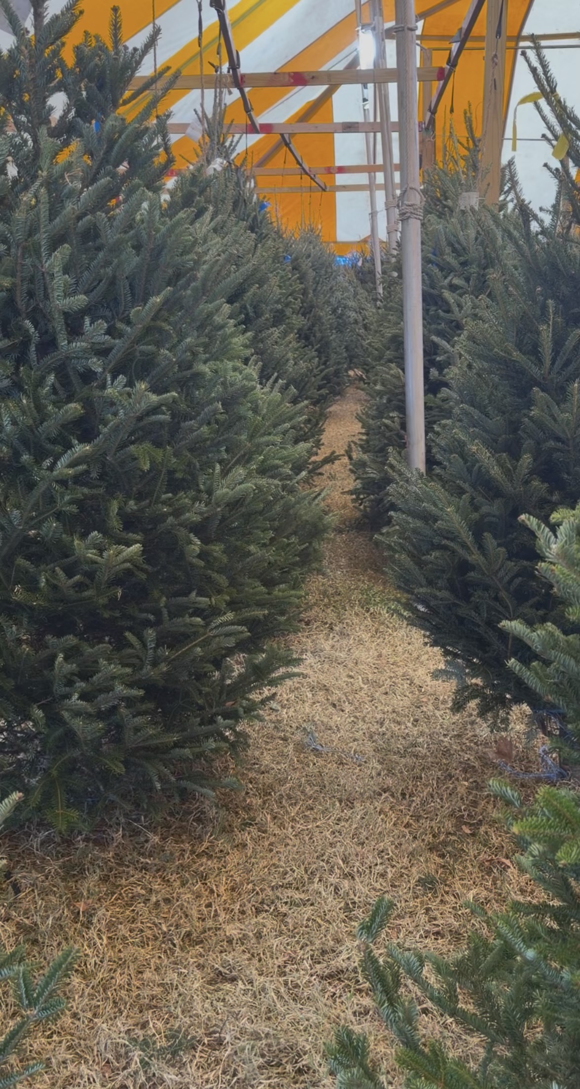 Firefighters Christmas Trees in Coral Gables, Florida