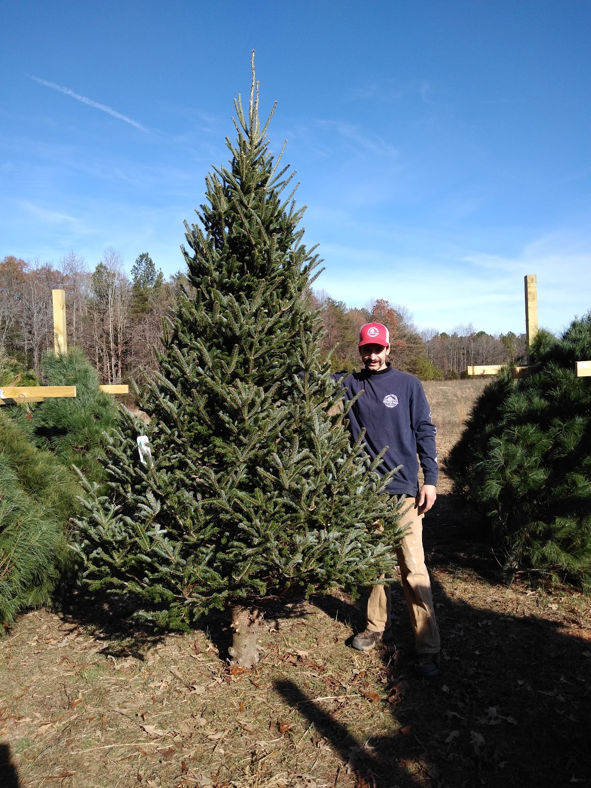 Firever Pines in Ruther Glen, Virginia