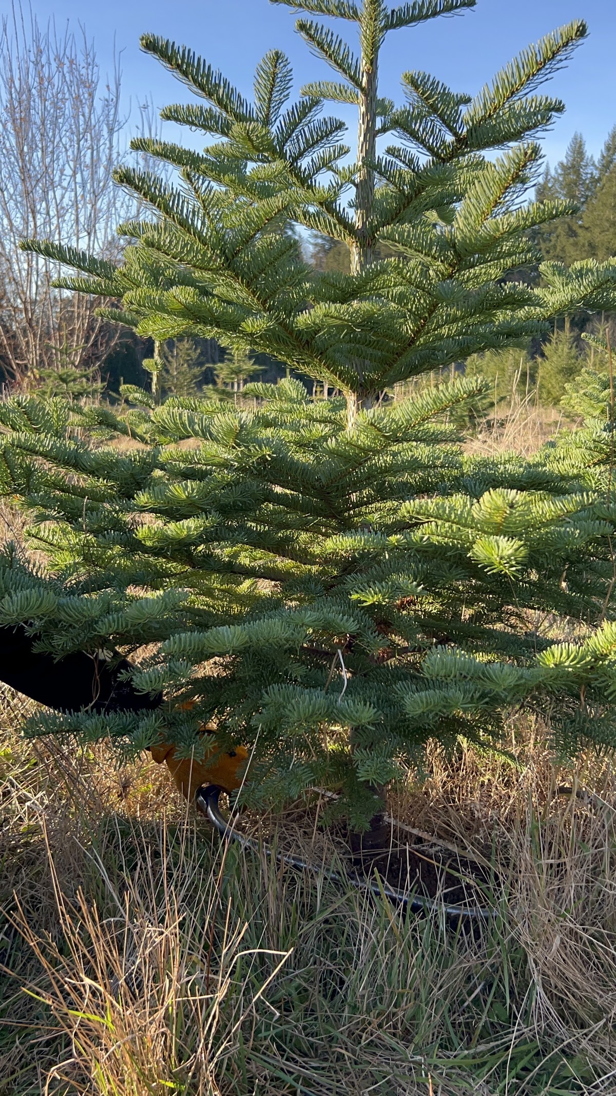 Fish Creek Tree Farm in Arlington, Washington