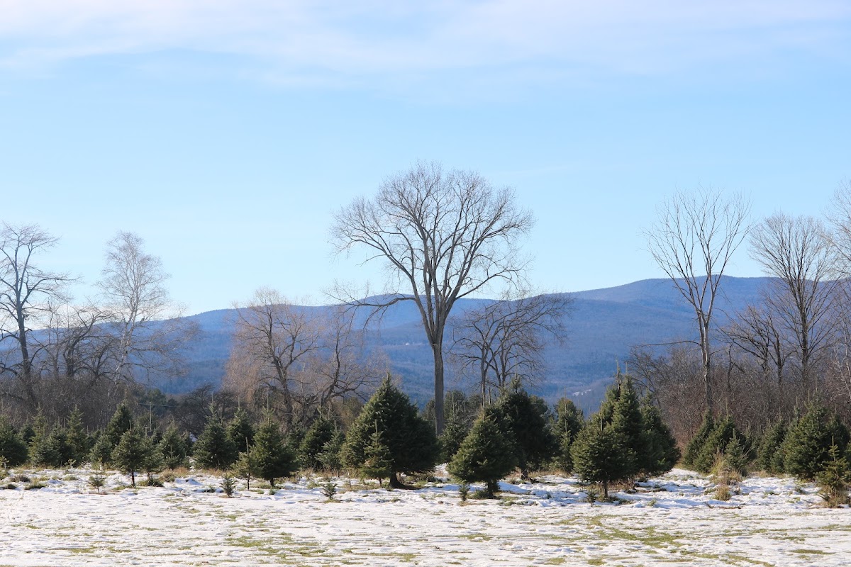 Fish Hill Christmas Tree Farm in Randolph, Vermont