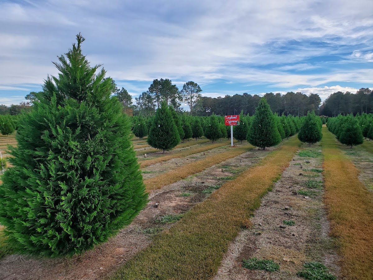 Fish River Christmas Trees in Summerdale, Alabama