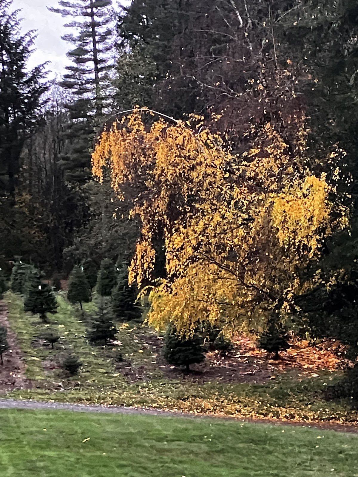 Five Springs Tree Farm in Olalla, Washington