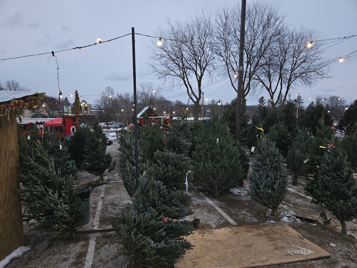 Flatsnoots Christmas Trees in Ann Arbor, Michigan